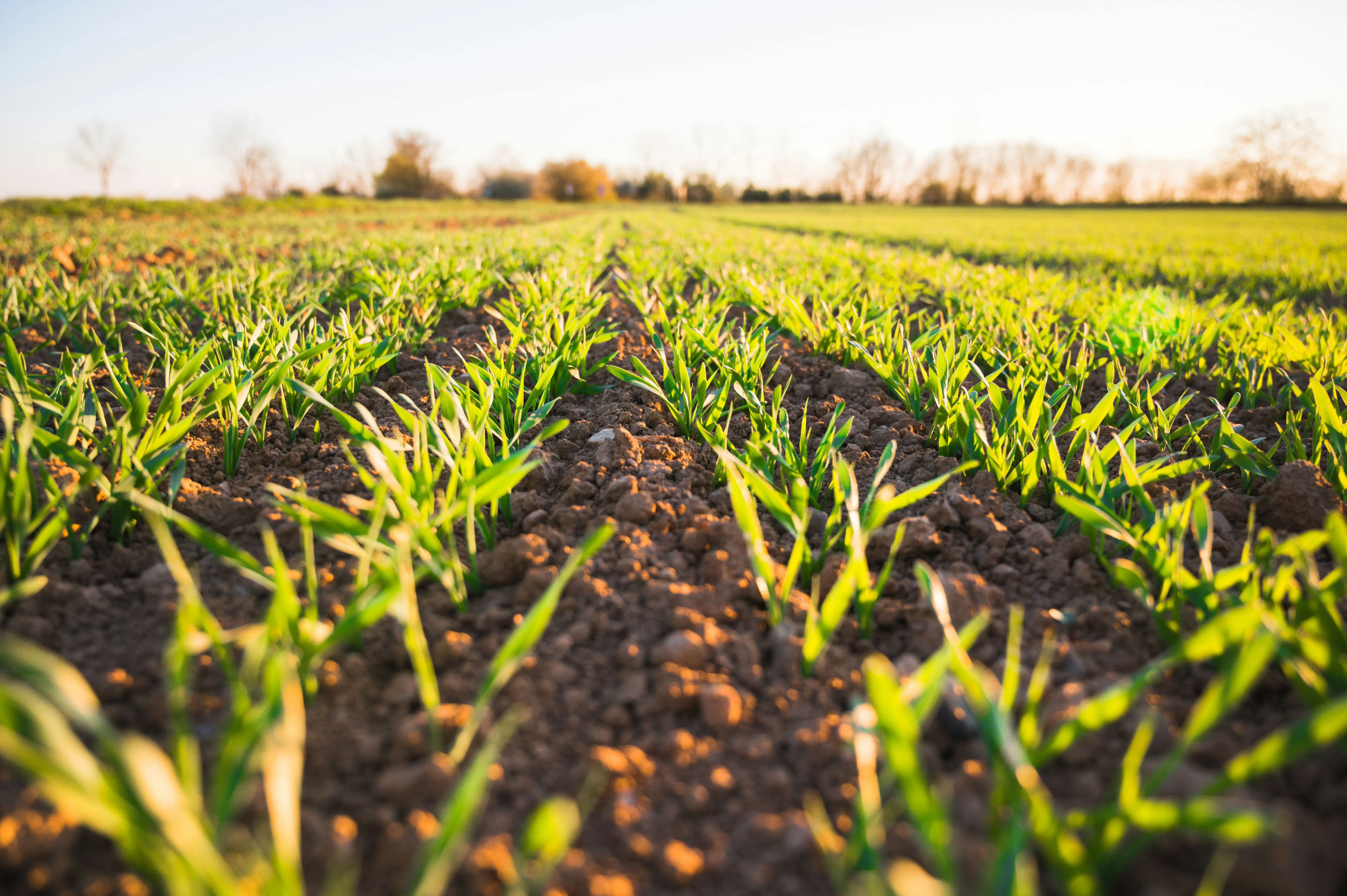 Campo agrícola ao amanhecer